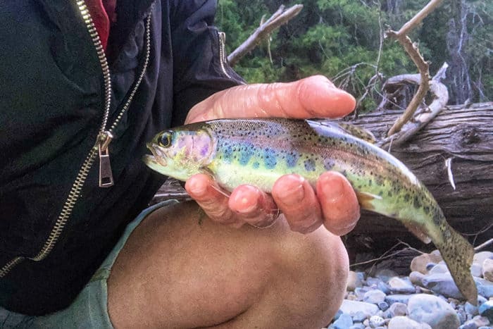 Little rainbow trout caught in Lightning Creek near Clark Fork Idaho.