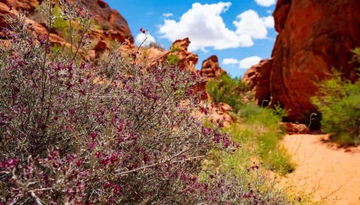 Flowers blooming on the Mouse's Tank Trail in Valley of Fire State Park, Nevada.