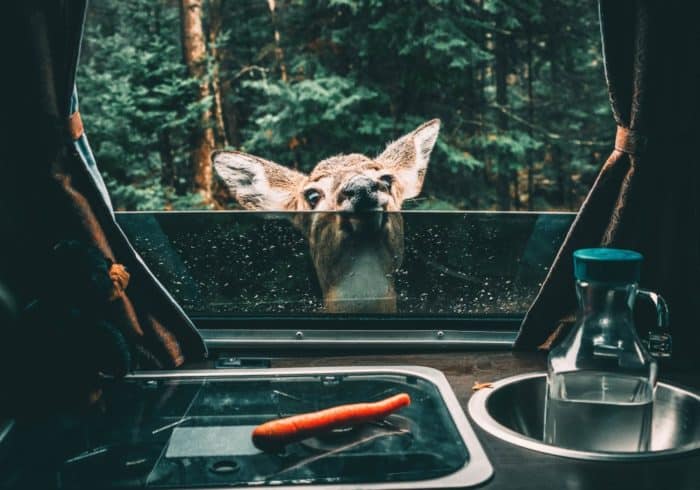 deer looking into a camper