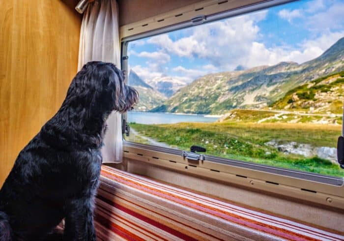 dog looking out camper window with rv portable dog fence around it